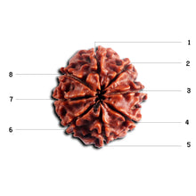 Load image into Gallery viewer, 8 Mukhi Nepalese Rudraksha - Bead No. 443
