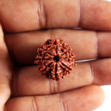 Load image into Gallery viewer, 8 Mukhi Nepalese Rudraksha - Bead No. 443
