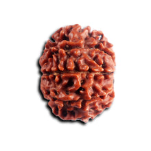 Load image into Gallery viewer, 8 Mukhi Nepalese Rudraksha - Bead No. 443
