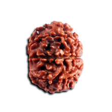 Load image into Gallery viewer, 8 Mukhi Nepalese Rudraksha - Bead No. 443

