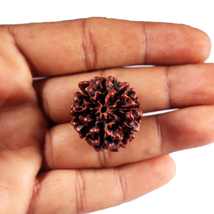 8 Mukhi Hybrid Rudraksha - Bead No. 48