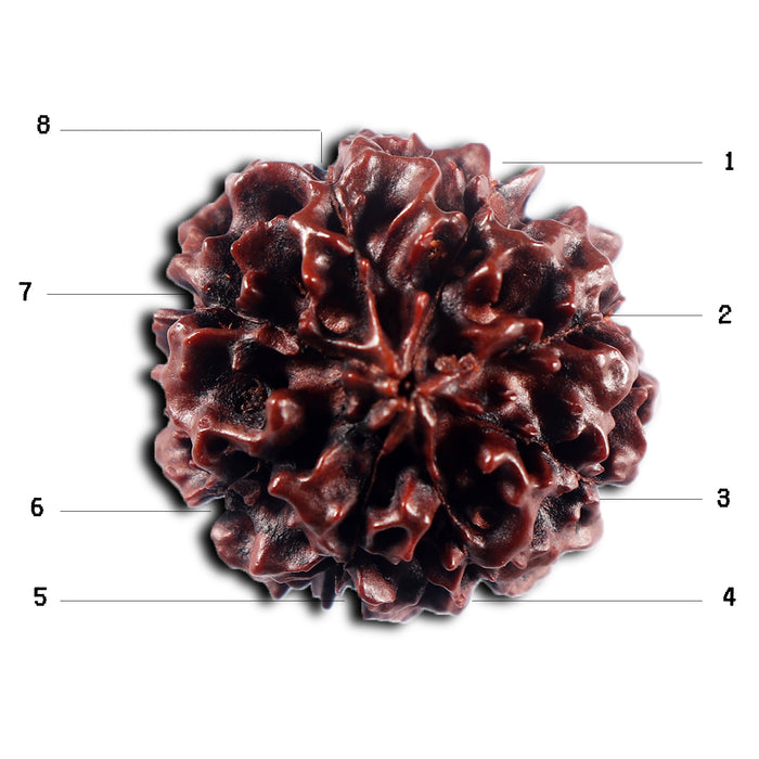 8 Mukhi Hybrid Rudraksha - Bead No. 49