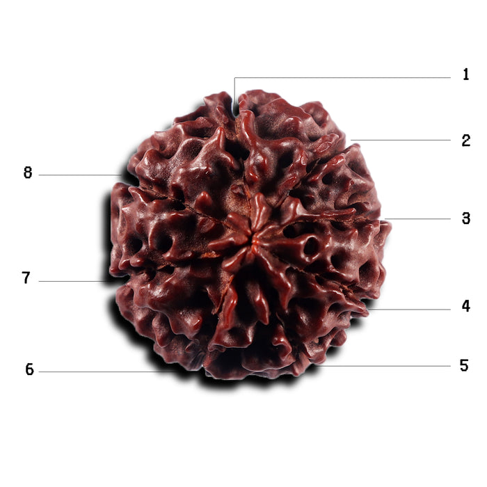 8 Mukhi Hybrid Rudraksha - Bead No. 51