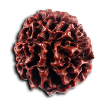 Load image into Gallery viewer, 8 Mukhi Hybrid Rudraksha - Bead No. 55
