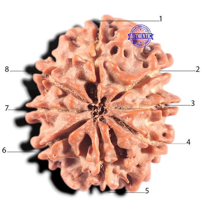 8 Mukhi Nepalese Rudraksha - Bead No. 117A