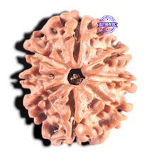 Load image into Gallery viewer, 8 Mukhi Nepalese Rudraksha - Bead No. 117A
