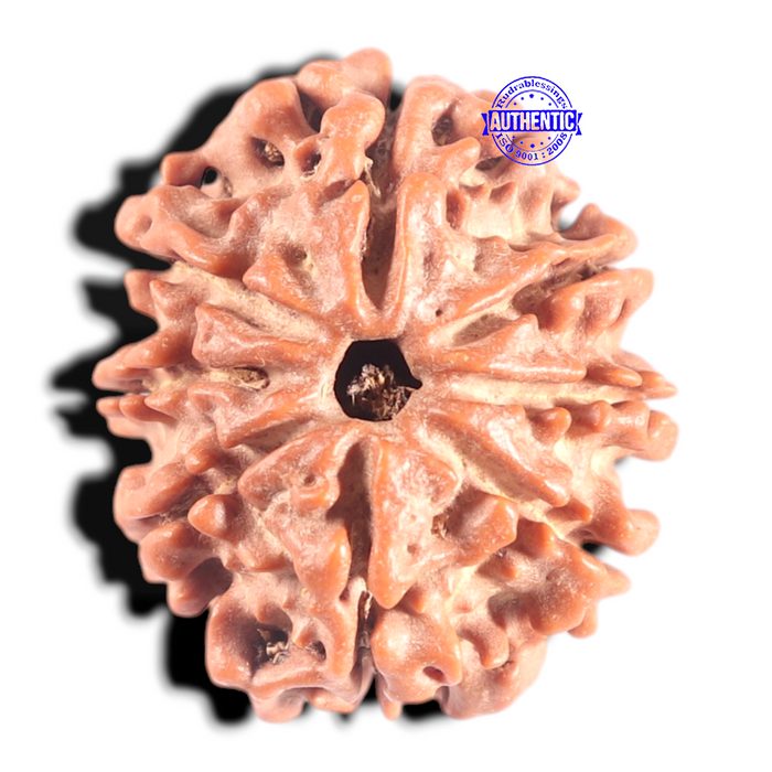 8 Mukhi Nepalese Rudraksha - Bead No. 117A