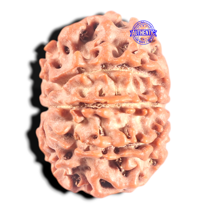 8 Mukhi Nepalese Rudraksha - Bead No. 117A