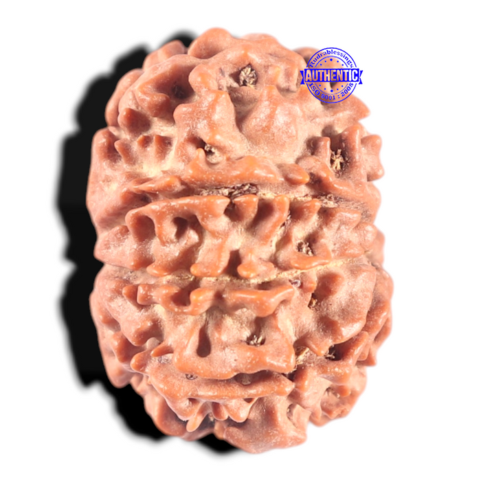 8 Mukhi Nepalese Rudraksha - Bead No. 117A
