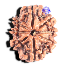 Load image into Gallery viewer, 8 Mukhi Nepalese Rudraksha - Bead No. 302
