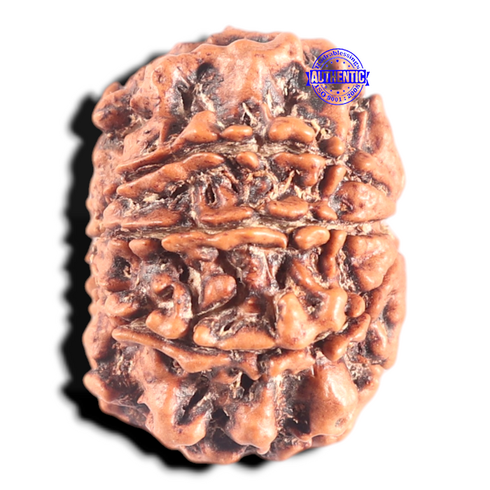 8 Mukhi Nepalese Rudraksha - Bead No. 302