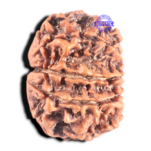 Load image into Gallery viewer, 8 Mukhi Nepalese Rudraksha - Bead No. 302
