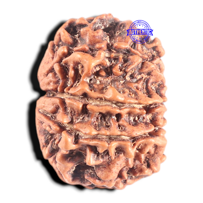 8 Mukhi Nepalese Rudraksha - Bead No. 302