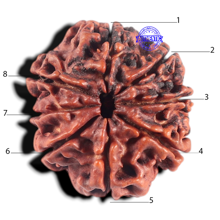 8 Mukhi Nepalese Rudraksha - Bead No. 36
