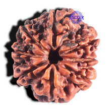 Load image into Gallery viewer, 8 Mukhi Nepalese Rudraksha - Bead No. 36
