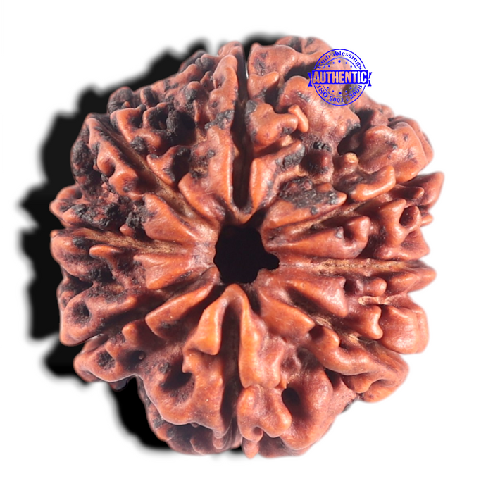 8 Mukhi Nepalese Rudraksha - Bead No. 36