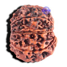 Load image into Gallery viewer, 8 Mukhi Nepalese Rudraksha - Bead No. 36

