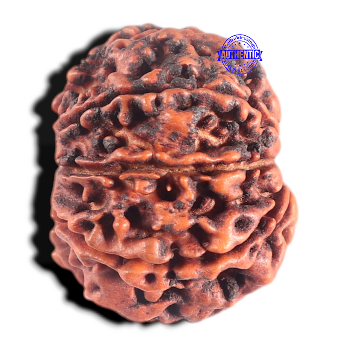 8 Mukhi Nepalese Rudraksha - Bead No. 36