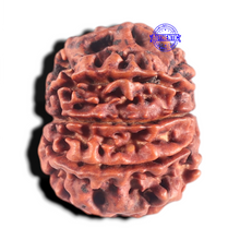 Load image into Gallery viewer, 8 Mukhi Nepalese Rudraksha - Bead No. 36
