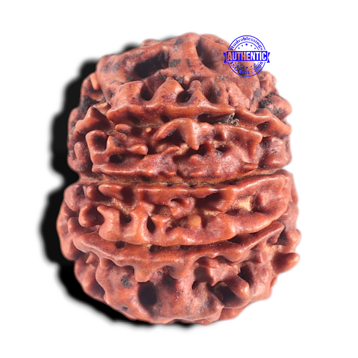 8 Mukhi Nepalese Rudraksha - Bead No. 36