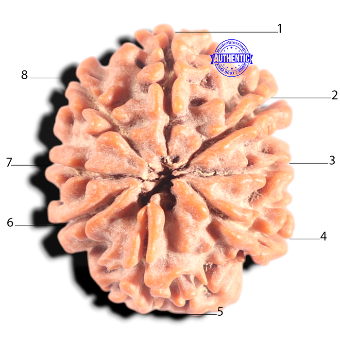 8 Mukhi Nepalese Rudraksha - Bead No. 395