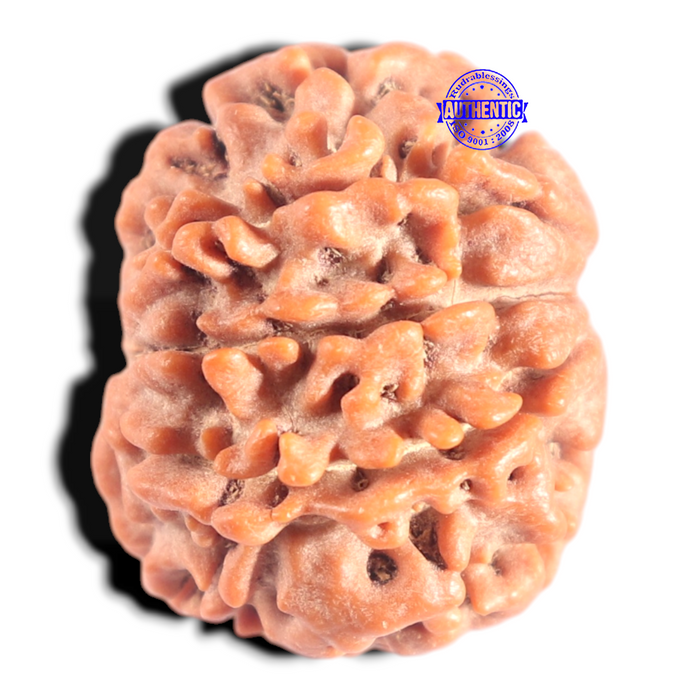 8 Mukhi Nepalese Rudraksha - Bead No. 395