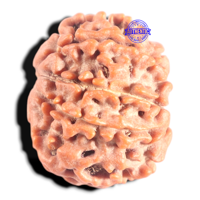 8 Mukhi Nepalese Rudraksha - Bead No. 395