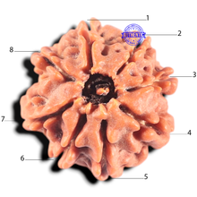 Load image into Gallery viewer, 8 Mukhi Nepalese Rudraksha - Bead No. 403
