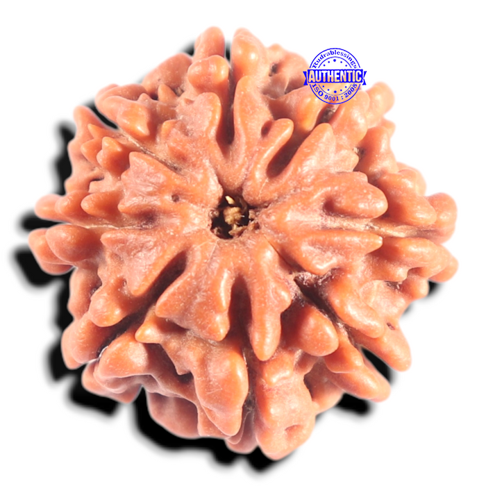 8 Mukhi Nepalese Rudraksha - Bead No. 403