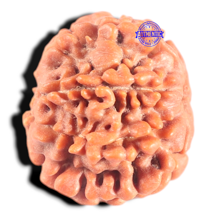 8 Mukhi Nepalese Rudraksha - Bead No. 403