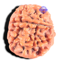 Load image into Gallery viewer, 8 Mukhi Nepalese Rudraksha - Bead No. 403
