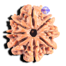 Load image into Gallery viewer, 8 Mukhi Nepalese Rudraksha - Bead No.419
