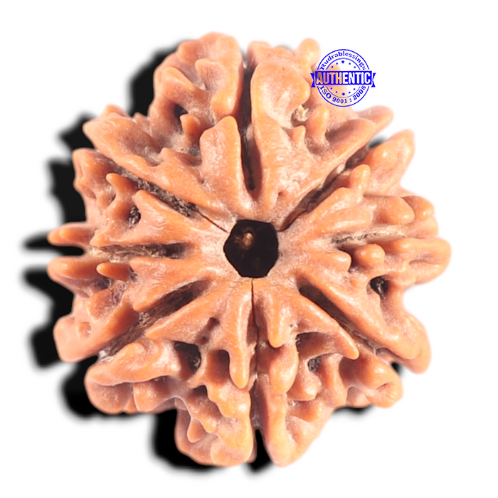 8 Mukhi Nepalese Rudraksha - Bead No.419