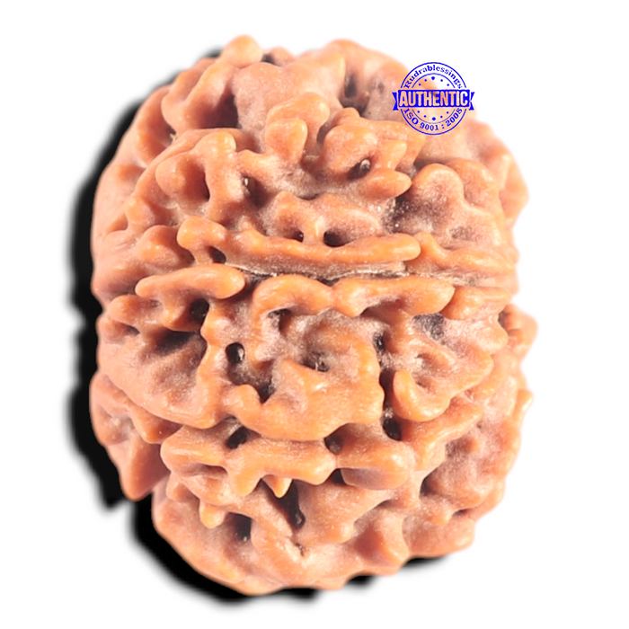 8 Mukhi Nepalese Rudraksha - Bead No.419