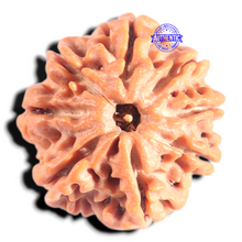 Load image into Gallery viewer, 8 Mukhi Nepalese Rudraksha - Bead No.428
