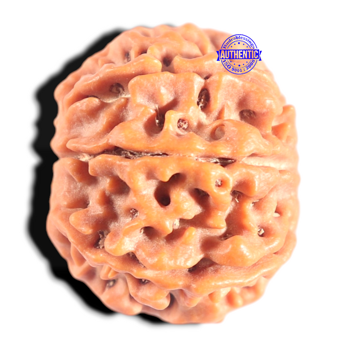 8 Mukhi Nepalese Rudraksha - Bead No.428