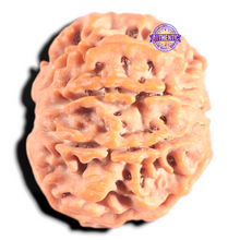 Load image into Gallery viewer, 8 Mukhi Nepalese Rudraksha - Bead No.428
