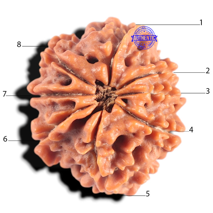 8 Mukhi Nepalese Rudraksha - Bead No. 431
