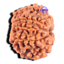 Load image into Gallery viewer, 8 Mukhi Nepalese Rudraksha - Bead No. 431
