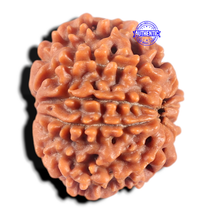8 Mukhi Nepalese Rudraksha - Bead No. 431