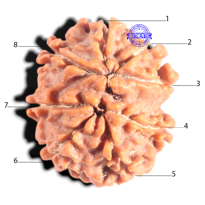 8 Mukhi Nepalese Rudraksha - Bead No. 432