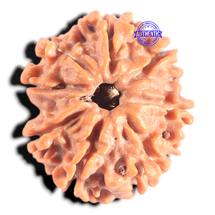 8 Mukhi Nepalese Rudraksha - Bead No. 432