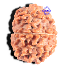 Load image into Gallery viewer, 8 Mukhi Nepalese Rudraksha - Bead No. 432
