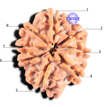 Load image into Gallery viewer, 8 Mukhi Nepalese Rudraksha - Bead No. 447
