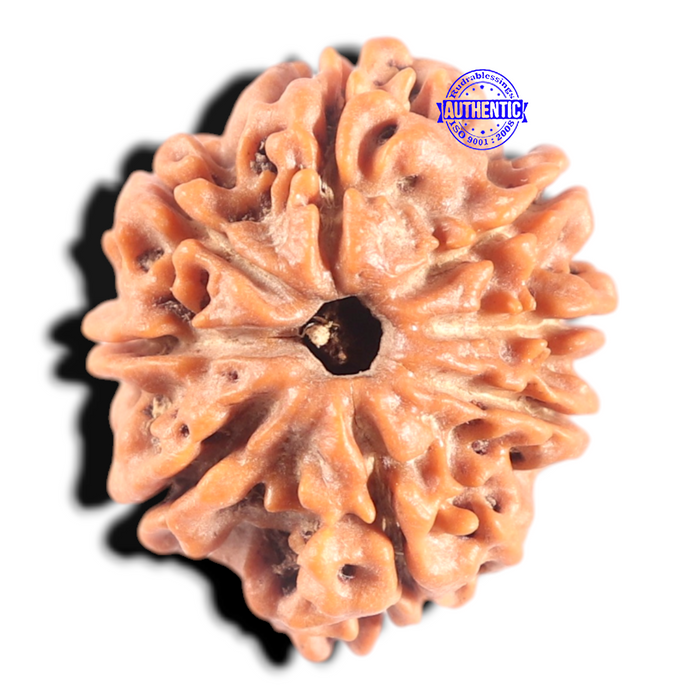 8 Mukhi Nepalese Rudraksha - Bead No. 447