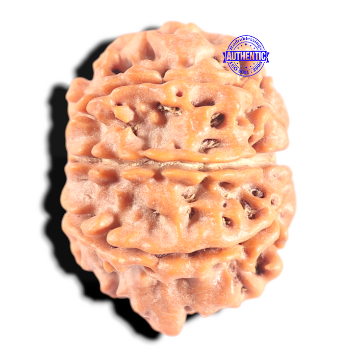 8 Mukhi Nepalese Rudraksha - Bead No. 447