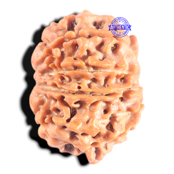 8 Mukhi Nepalese Rudraksha - Bead No. 447