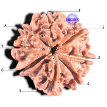Load image into Gallery viewer, 8 Mukhi Nepalese Rudraksha - Bead No. 56
