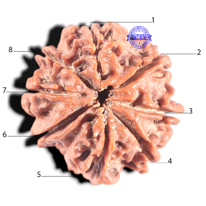 8 Mukhi Nepalese Rudraksha - Bead No. 56