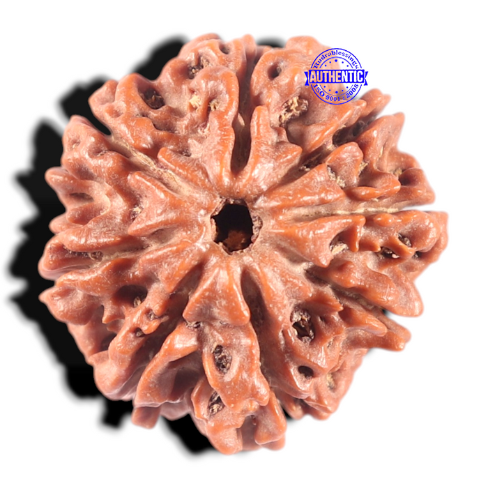 8 Mukhi Nepalese Rudraksha - Bead No. 56
